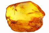 Detailed Fossil Winged Termite (Isoptera) In Baltic Amber #159831-1